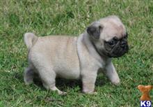 pug puppy posted by ekane Beasley